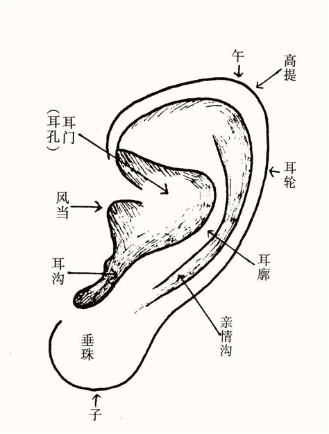 耳垂朝前|耳朵面相算命圖解大全